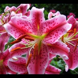 Meet your Posher, Shannon